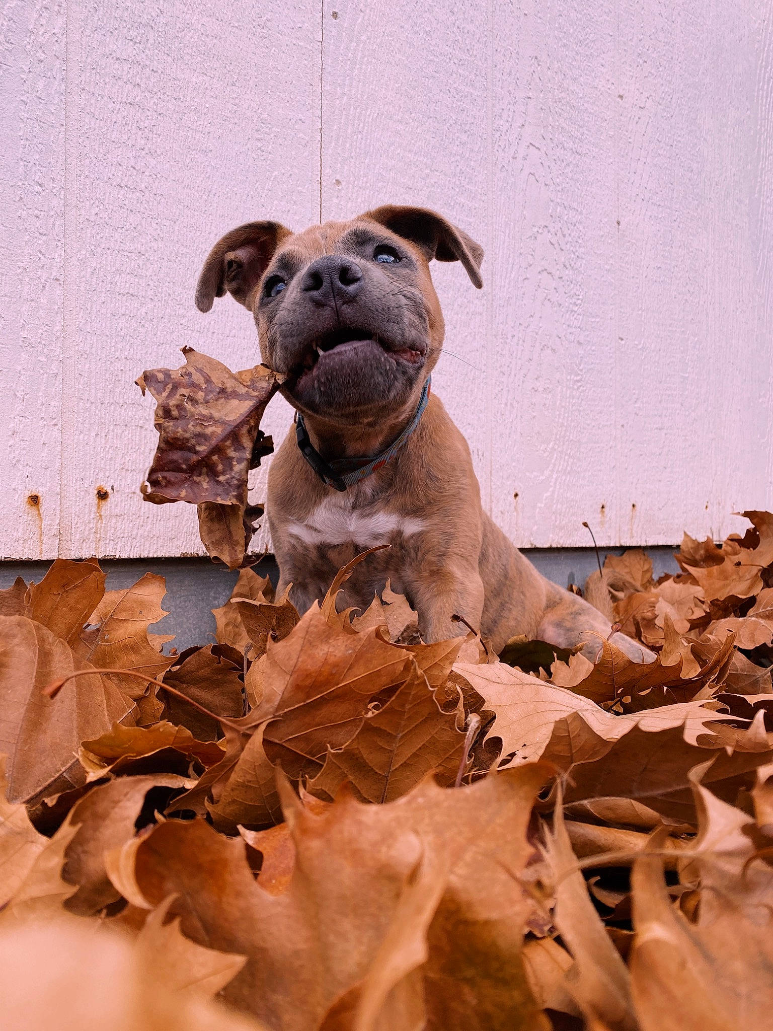 Haven joined the competition — help win amazing prizes! art, brown, bulldog, carnivore, companion_dog, dog, dog_breed, fawn, landscape, liver, plant, pug, snout, soil, terrestrial_animal, toy, toy_dog, tree, working_animal, wrinkle