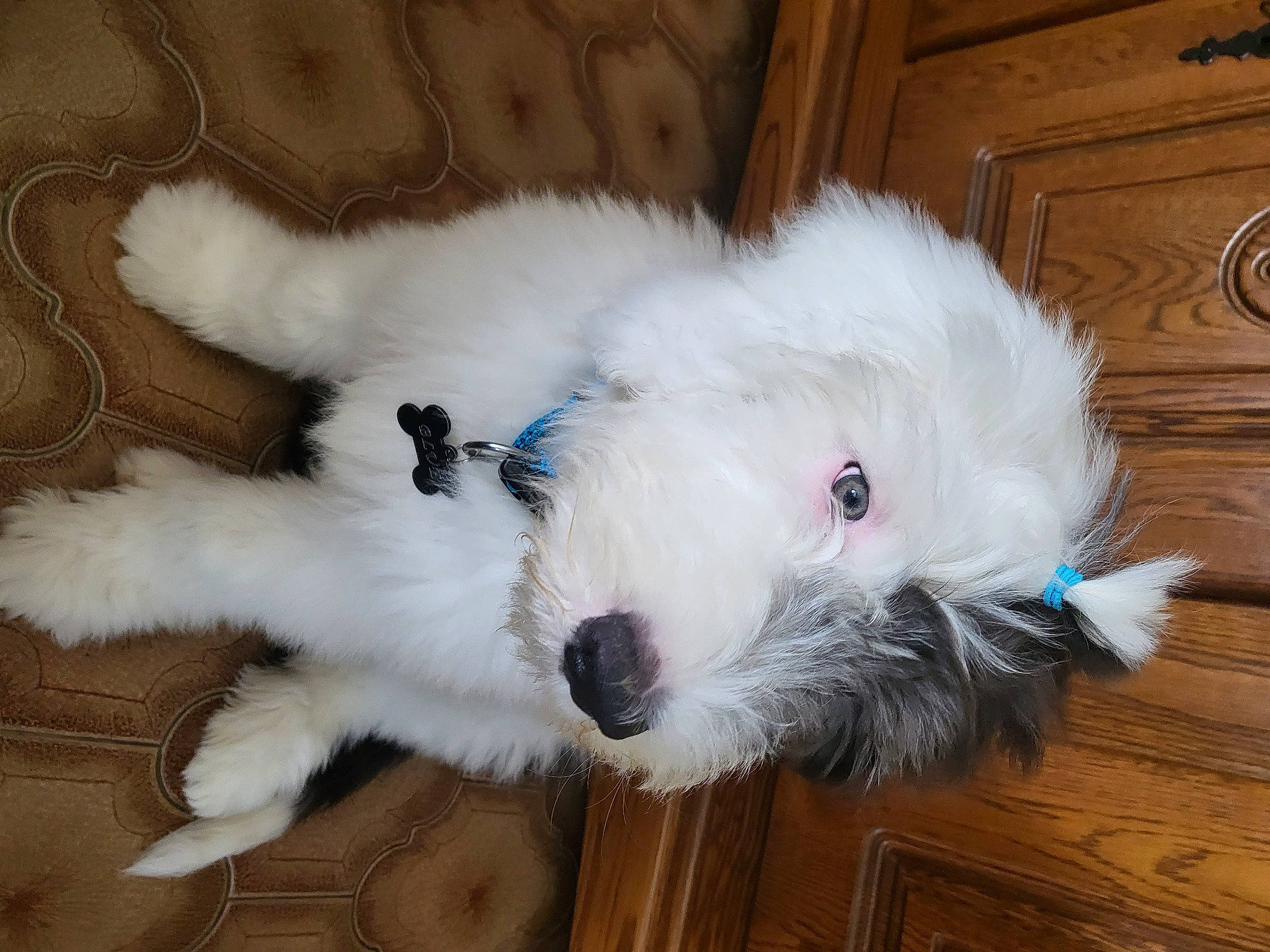 Blue a rejoint le concours — aidez-le/la à gagner de superbes lots ! cabinetry, canidae, carnivore, claw, collar, companion_dog, dog, dog_breed, fang, felidae, fur, paw, snout, sporting_group, tail, terrestrial_animal, whiskers, wood, wood_stain, working_animal