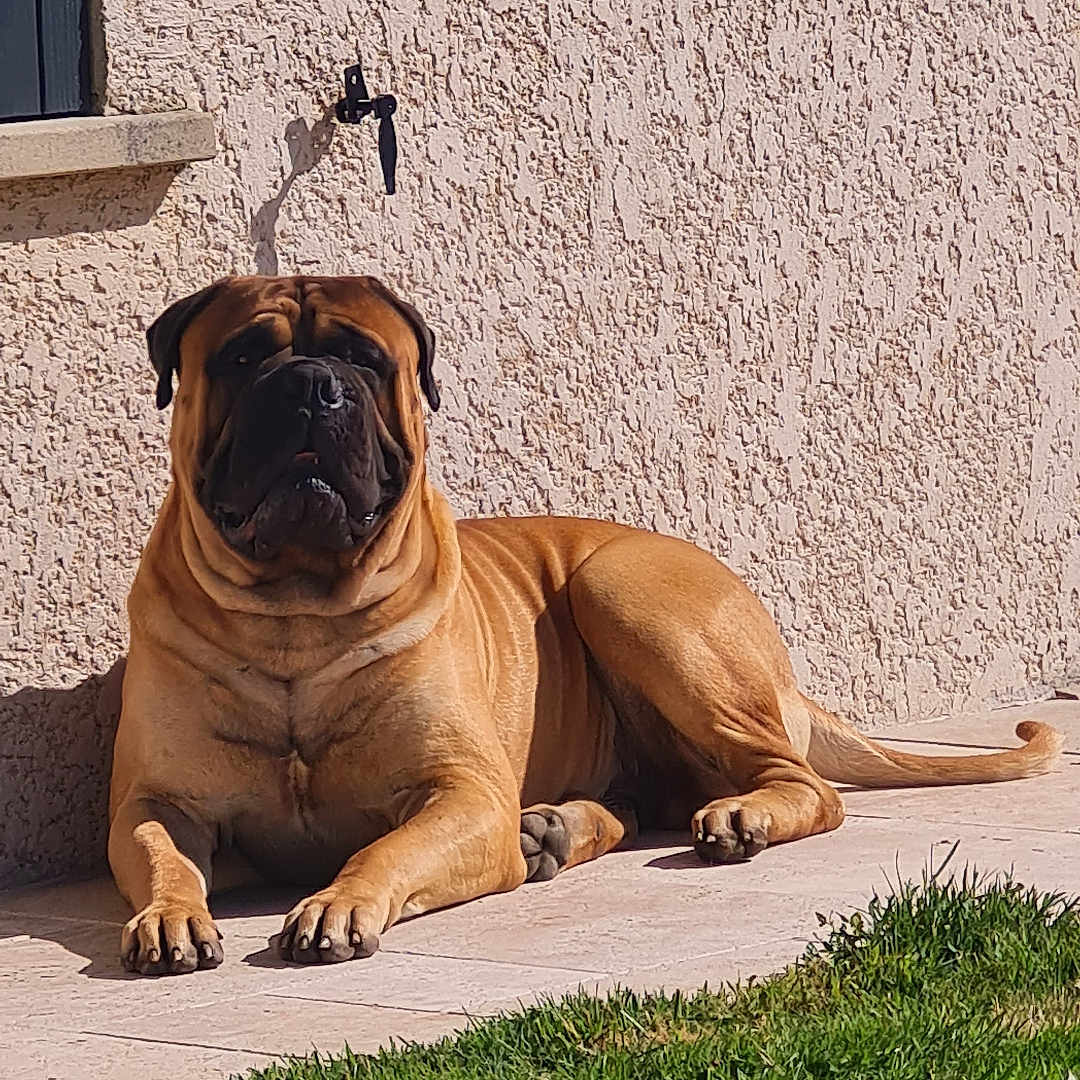 Gotam a rejoint le concours — aidez-le/la à gagner de superbes lots ! animal, architecture, boxer, building, bulldog, canine, dog, frenchbulldog, grass, indoors, lawn, path, pet, pitbull, plant, pug, puppy, summer, walkway, wall