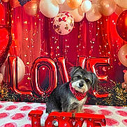 Winston is registered to the contest to win money with this photo: dog, bandana, red, love, balloons, hearts, valentines_day, blanket, cute, pet, decorations, celebration, festive, indoor, portrait, animal, holiday, adorable, background, sitting
