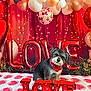 dog, bandana, red, love, balloons, hearts, valentines_day, blanket, cute, pet, decorations, celebration, festive, indoor, portrait, animal, holiday, adorable, background, sitting