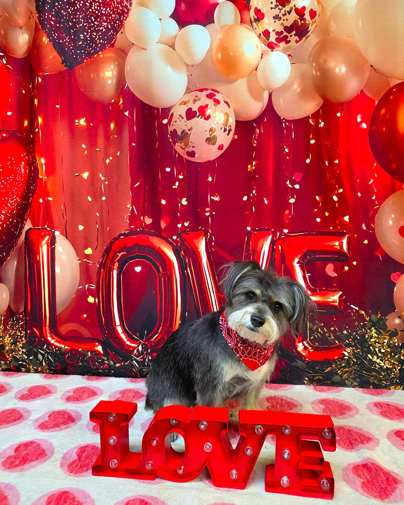 Winston is registered to the contest to win money with this photo: dog, bandana, red, love, balloons, hearts, valentines_day, blanket, cute, pet, decorations, celebration, festive, indoor, portrait, animal, holiday, adorable, background, sitting
