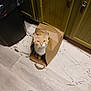 cat, brown_paper_bag, floor, marble_floor_mat, kitchen_cabinets, green_cabinets, trash_can, curious_cat, indoor, pet, animal, flooring, wood_floor, household, domestic, whiskers, ears, face, looking_up, footwear