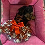 Layla is registered to the contest to win money with this photo: dog, puppy, pet_bed, costume, dress, orange_bow, skull_pattern, pink, fabric, cute, small_dog, indoor, carpet, animal, clothing, resting, bed, decorative, holiday, cute_pet