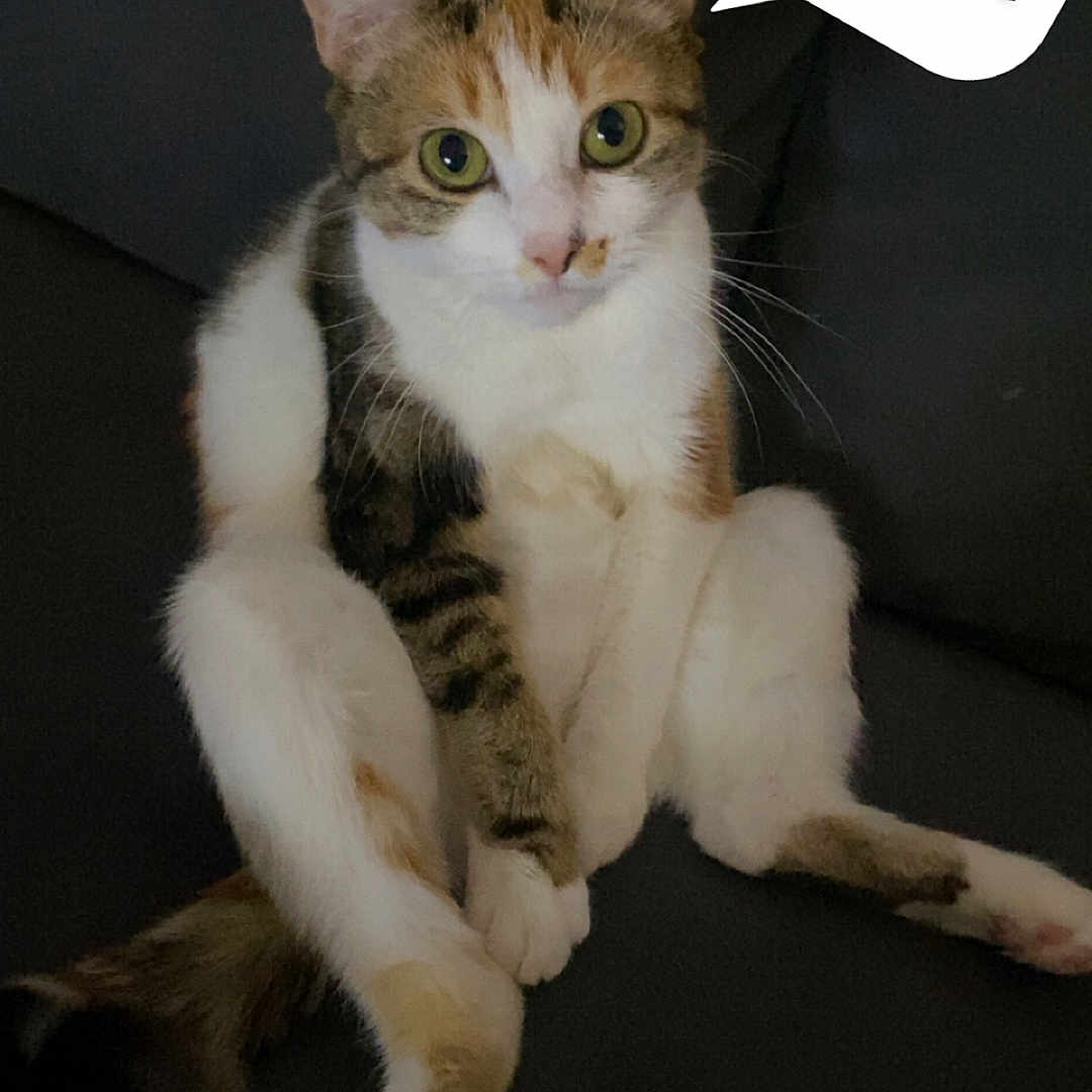 Mimine a rejoint le concours — aidez-le/la à gagner de superbes lots ! abyssinian, accessories, angora, animal, cat, doctor, kitten, manx, person, pet, strap, text