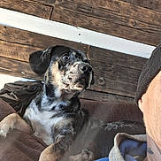 Petey is registered to the contest to win money with this photo: animal, beanie, brown_furniture, casual, closeup, companion, couch, curious, dog, home, hoodie, indoor, paw, person_partial, pet, portrait, relaxed, resting, speckled_coat, wooden_wall
