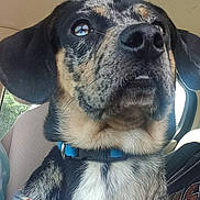 Gloria Pierce joined the competition — help win amazing prizes! dog, canine, pet, car, car_interior, seat, collar, bandana, black_and_tan, looking_away, close_up, animal, mammal, domestic_animal, portrait, young_dog, seatbelt, window, daylight, indoor