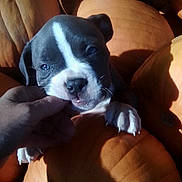 Daisy Mea is registered to the contest to win money with this photo: puppy, dog, hand, finger, pumpkin, orange, cute, playful, animal, pet, outdoor, fall, autumn, closeup, young, paw, snout, light, shadow, nature