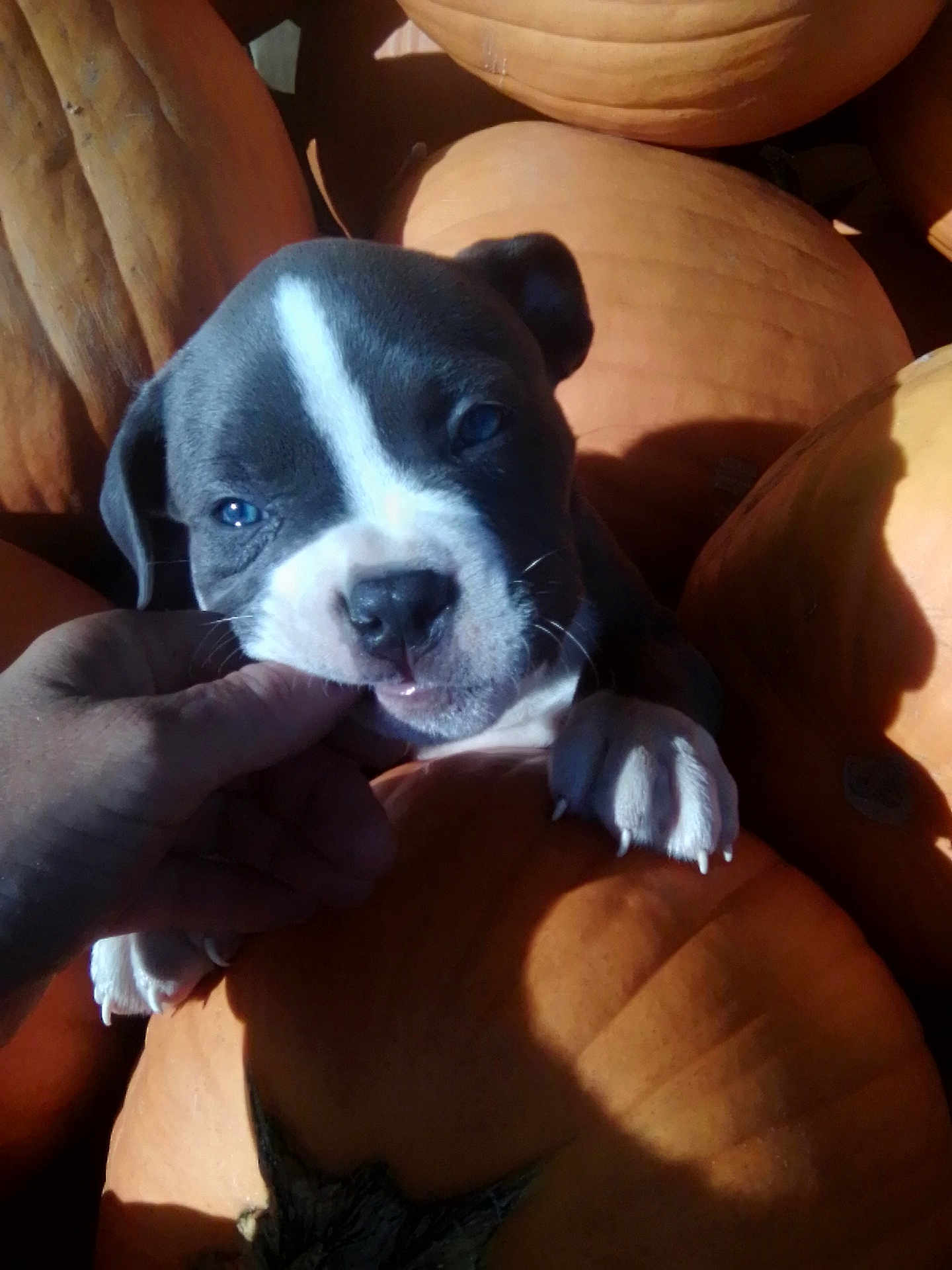Daisy Mea is registered to the contest to win money with this photo: puppy, dog, hand, finger, pumpkin, orange, cute, playful, animal, pet, outdoor, fall, autumn, closeup, young, paw, snout, light, shadow, nature
