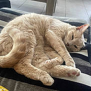 Tigrou participe au concours pour gagner de l'argent avec cette photo : animal, cat, cozy, curled_up, cute, domestic_animal, feline, floor_tiles, fur, indoor, mammal, orange_cat, paw, pet, relaxed, resting, sleepy, striped_blanket, tail, whiskers