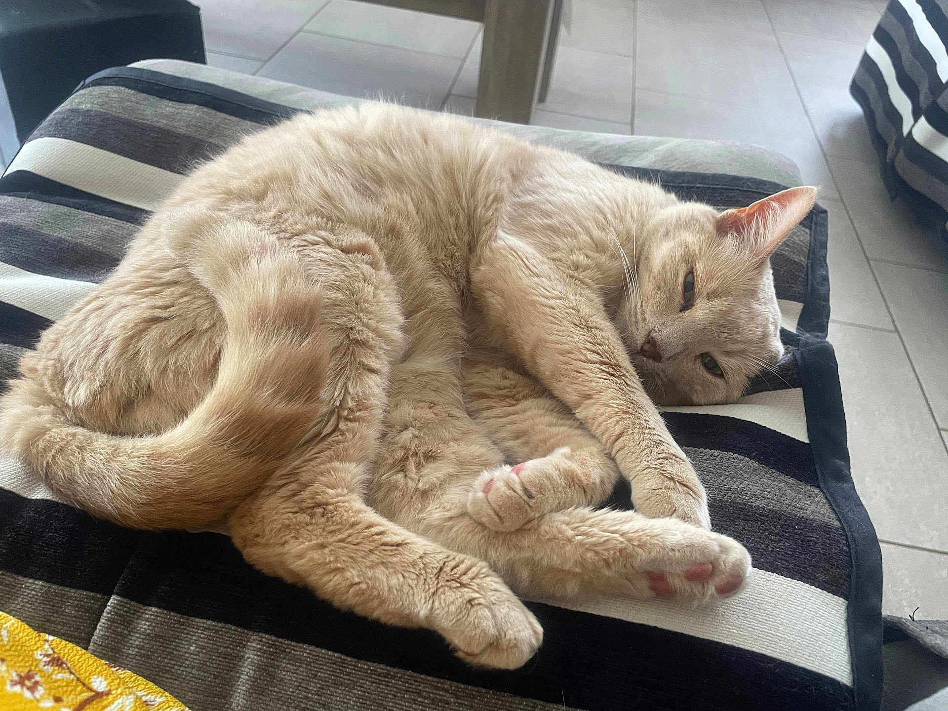 Tigrou