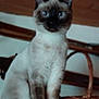 cat, siamese_cat, indoor, wooden_surface, basket, blue_eyes, animal, pet, feline, ears, whiskers, face, fur, domestic_animal, sitting, curious, brown, black, white, cozy