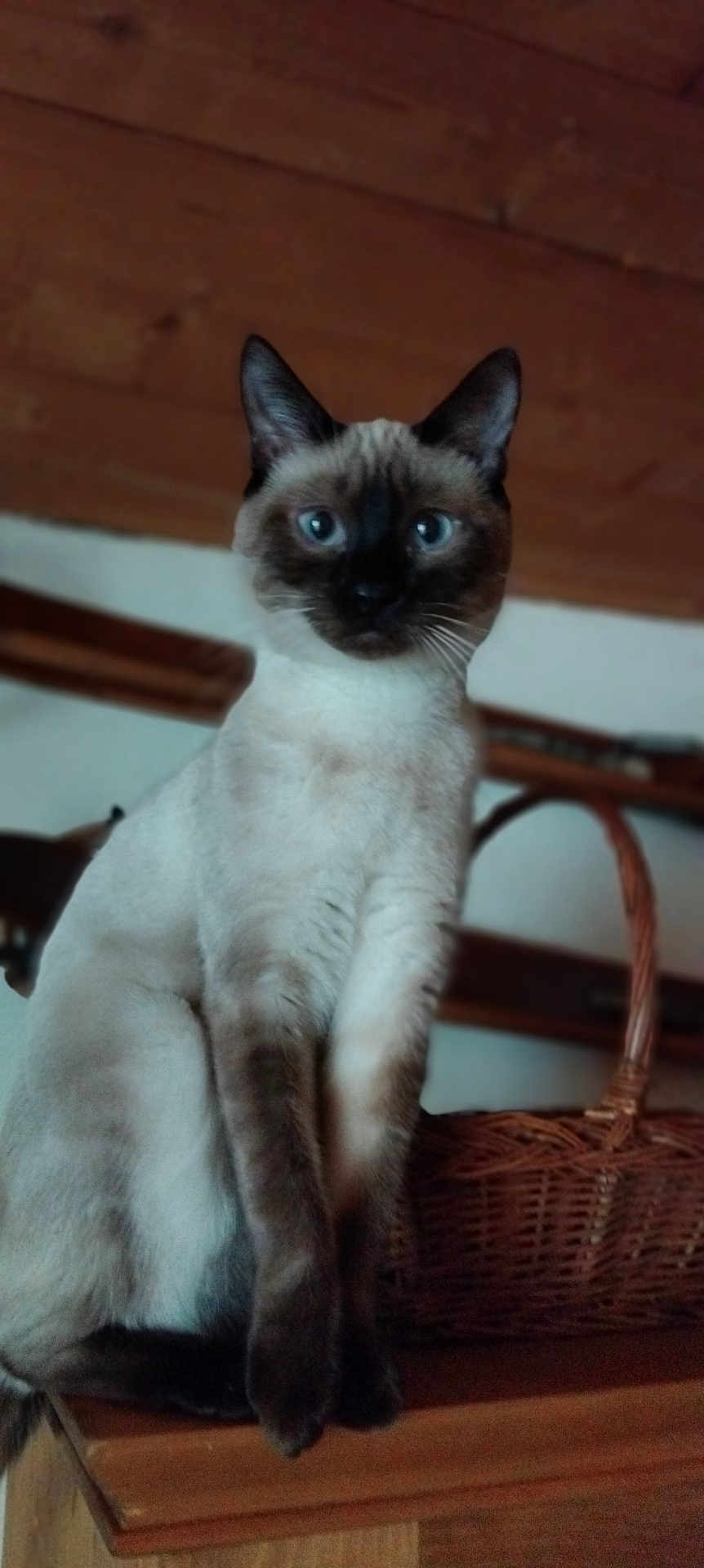 Vanille a rejoint le concours — aidez-le/la à gagner de superbes lots ! cat, siamese_cat, indoor, wooden_surface, basket, blue_eyes, animal, pet, feline, ears, whiskers, face, fur, domestic_animal, sitting, curious, brown, black, white, cozy