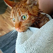 Uno Miles is registered to the contest to win money with this photo: cat, orange_tabby, wet_fur, towel, close_up, indoor, pet, animal, whiskers, green_eyes, fur, cute, cozy, domestic_cat, portrait, soft_texture, alert, snug, wrapped, feline