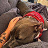Belle a rejoint le concours — aidez-le/la à gagner de superbes lots ! dog, sleeping, gray_dog, red_bandana, pet, couch, blanket, pillow, indoors, living_room, relaxed, resting, close_up, animal, domestic_animal, hand, tattoo, cozy, home, portrait