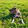 Belle participe au concours pour gagner de l'argent avec cette photo : dog, pet, animal, meadow, grass, outdoors, nature, sunlight, mountain, landscape, pink_harness, sitting, lying_down, panting, tongue, black_and_white, brown_fur, white_chest, greenery, summer