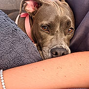 Belle participe au concours pour gagner de l'argent avec cette photo : dog, pit_bull, gray_fur, close_up, portrait, golden_eyes, floppy_ears, black_nose, pet, animal, indoors, couch, blanket, human_arm, bracelet, cuddling, cute, alert, canine, photography