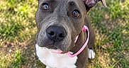 Belle a rejoint le concours — aidez-le/la à gagner de superbes lots ! dog, puppy, pit_bull, sitting, outdoor, grass, lawn, pink_collar, short_hair, gray_coat, white_chest, white_paws, upright_ear, floppy_ear, brown_eyes, black_nose, pet, portrait, close_up, sunlight
