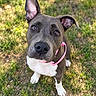 dog, puppy, pit_bull, sitting, outdoor, grass, lawn, pink_collar, short_hair, gray_coat, white_chest, white_paws, upright_ear, floppy_ear, brown_eyes, black_nose, pet, portrait, close_up, sunlight