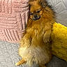 dog, pomeranian, fluffy, pet, couch, pillow, yellow_cushion, pink_pillow, quilted, fur, relaxed, indoor, cute, small_dog, animal, canine, domestic_animal, companion, laying_down, cozy