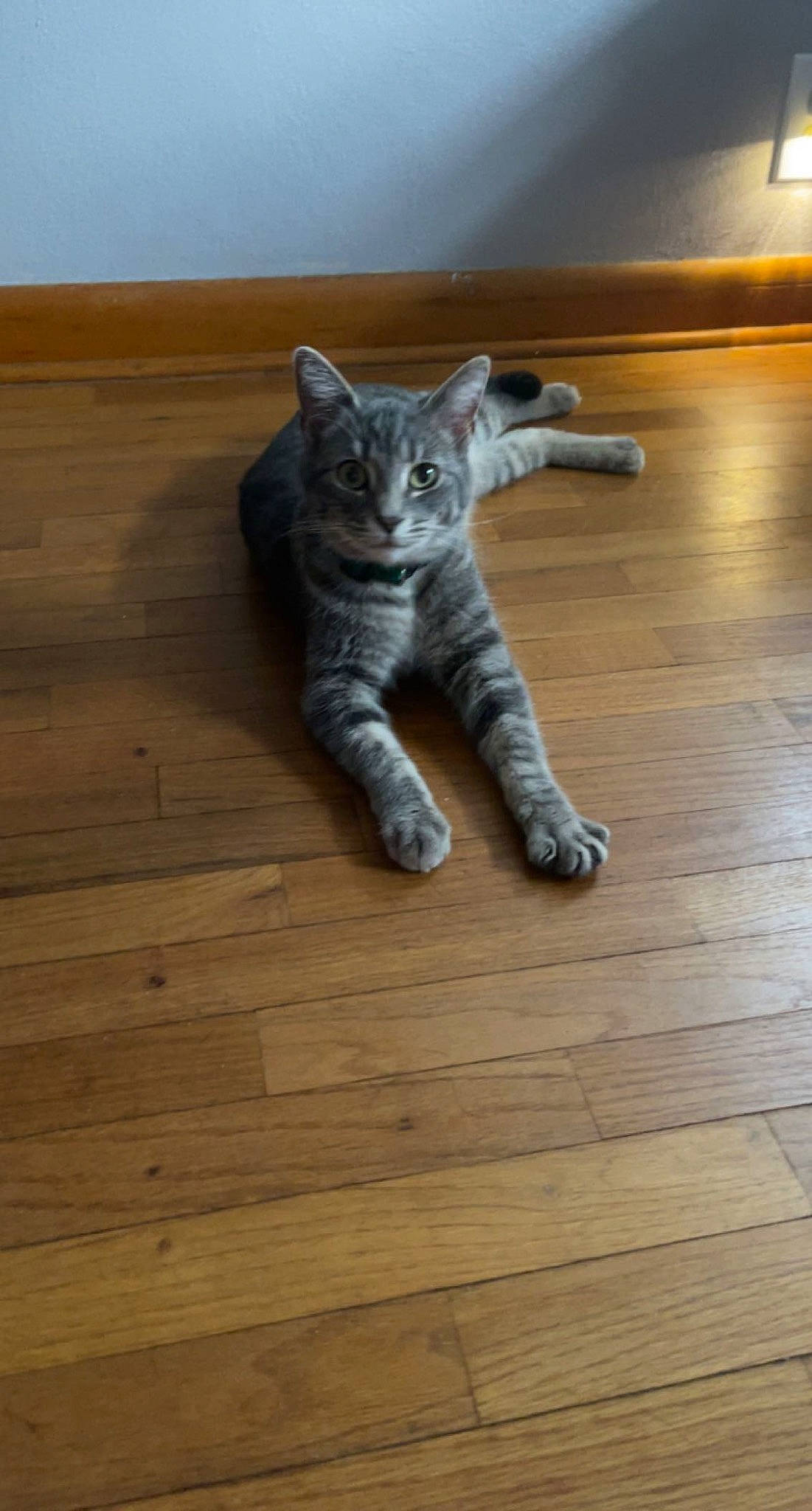 Sterling joined the competition — help win amazing prizes! carnivore, cat, cat_toy, fawn, felidae, floor, flooring, fur, hardwood, laminate_flooring, plank, sculpture, small_to_medium_sized_cats, snout, tail, varnish, whiskers, wood, wood_flooring, wood_stain