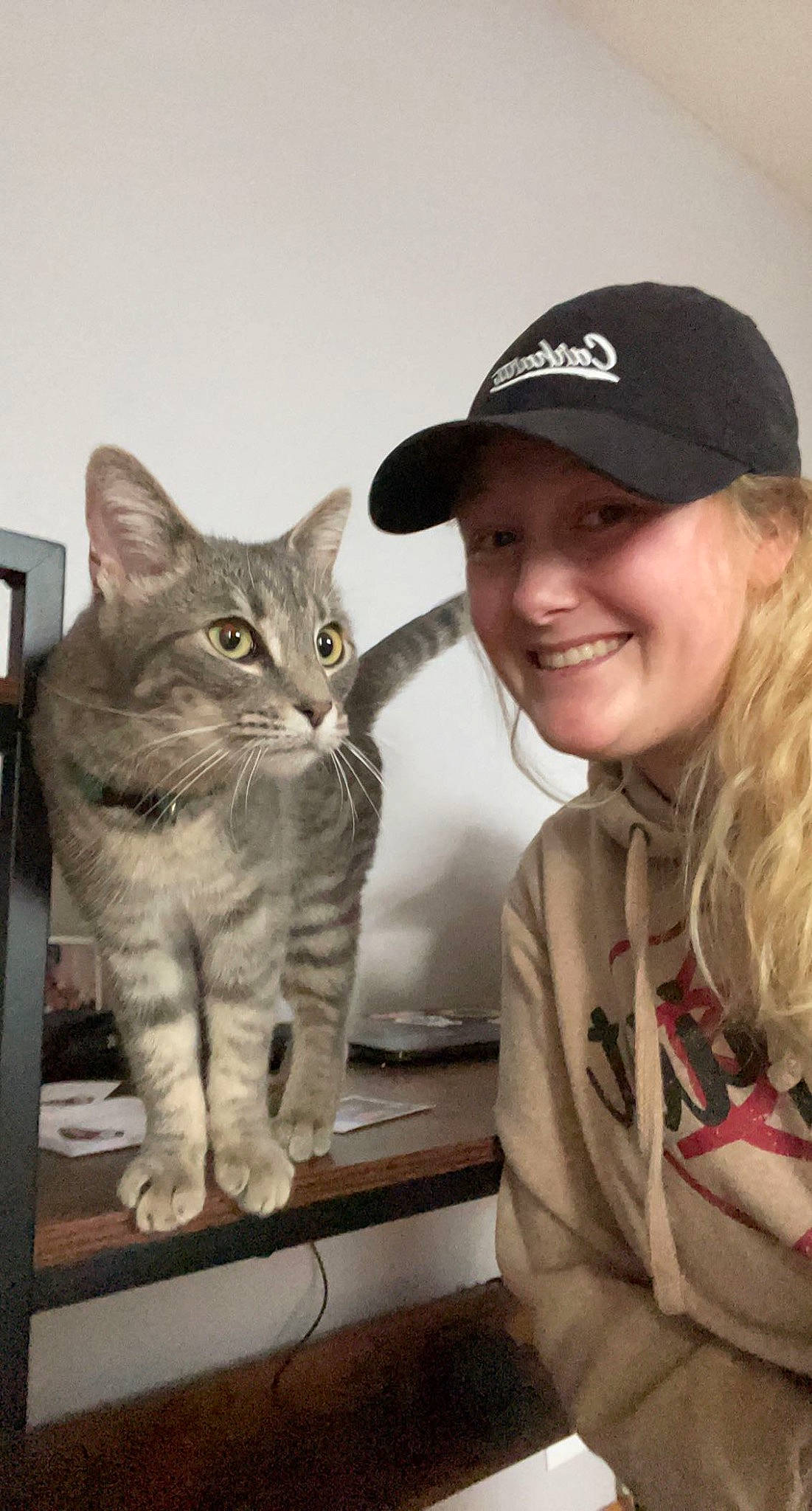 Sterling is registered to the contest to win money with this photo: baseball_cap, cap, carnivore, cat, domestic_short_haired_cat, eye, fawn, felidae, fur, gesture, happy, iris, jewellery, paw, sitting, small_to_medium_sized_cats, smile, snout, tail, whiskers