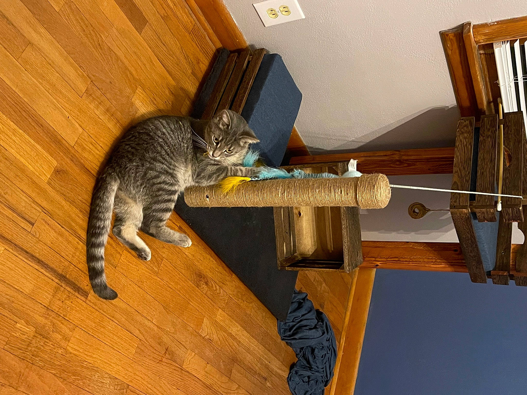Sterling is registered to the contest to win money with this photo: carnivore, cat, comfort, domestic_short_haired_cat, felidae, floor, flooring, fur, hardwood, laminate_flooring, paw, room, small_to_medium_sized_cats, table, tail, whiskers, wood, wood_flooring, wood_stain
