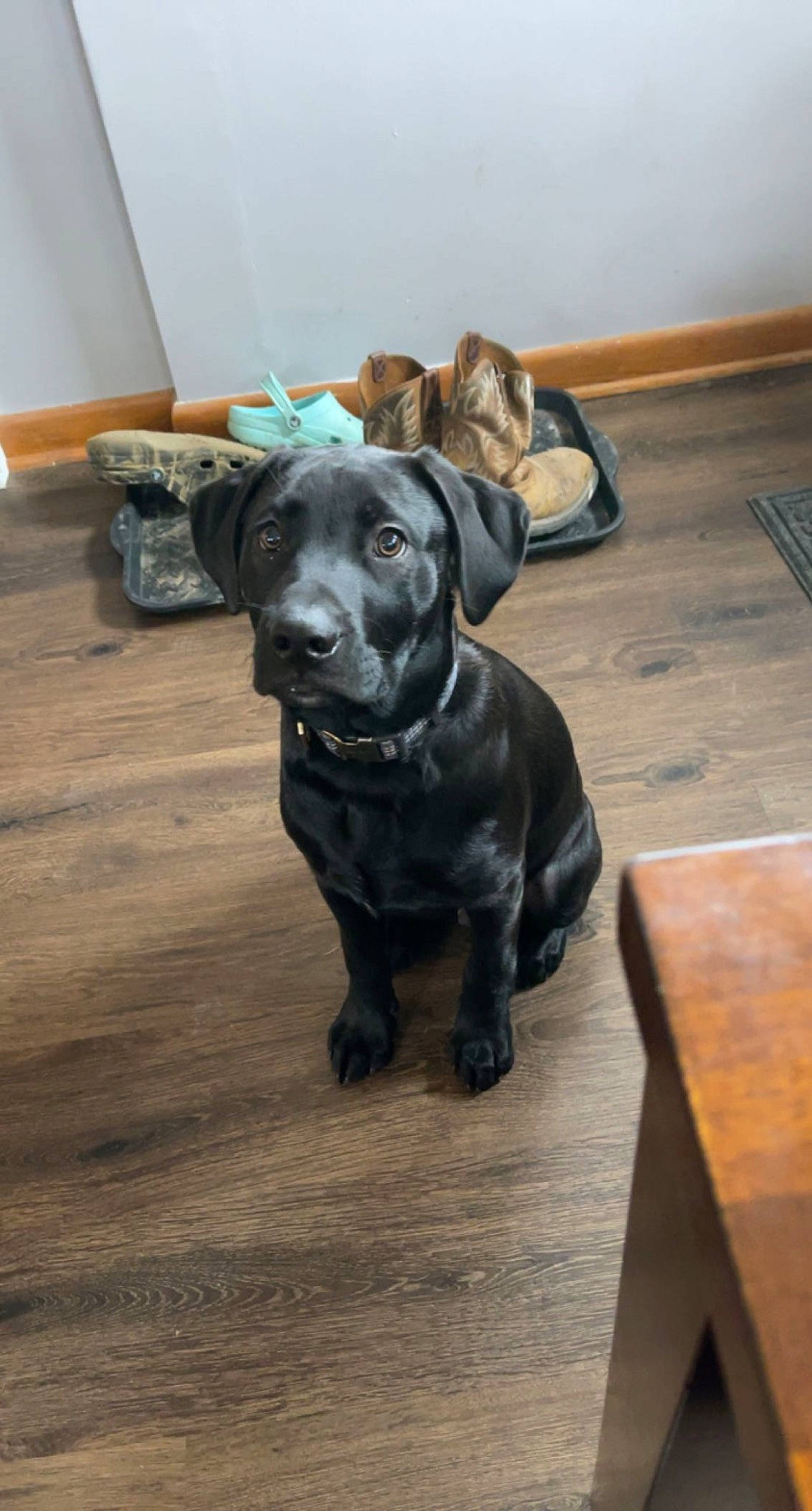 Ryder is registered to the contest to win money with this photo: borador, carnivore, companion_dog, dog, dog_breed, dog_collar, fawn, flooring, fur, guard_dog, gun_dog, hardwood, liver, plank, sculpture, snout, tail, wood, wood_flooring, working_animal