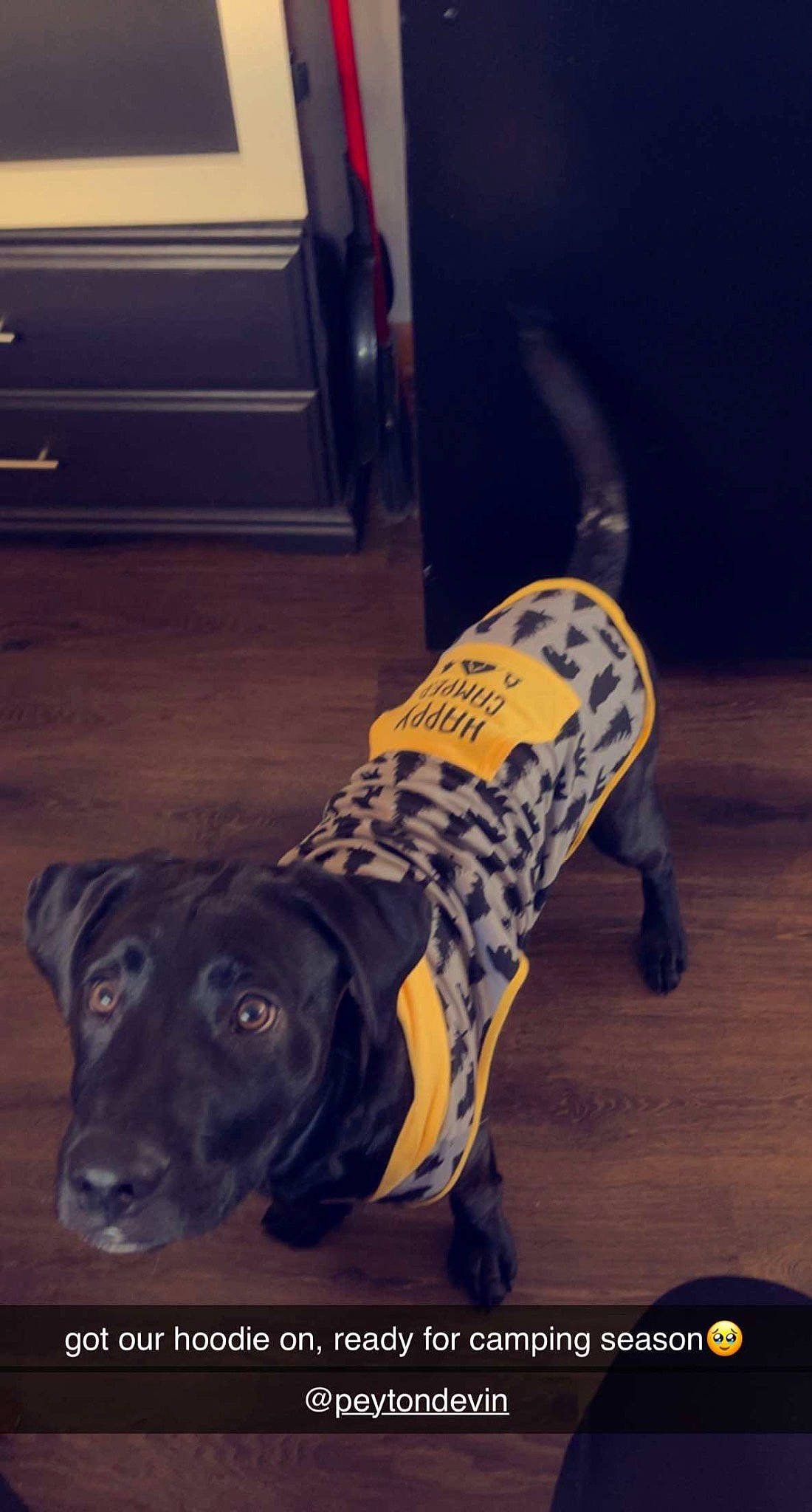 Ryder is registered to the contest to win money with this photo: automotive_tire, canidae, carnivore, chair, comfort, companion_dog, dog, dog_breed, dog_supply, electric_blue, fender, flooring, fur, guard_dog, hardwood, human_leg, synthetic_rubber, tread, wood, working_animal