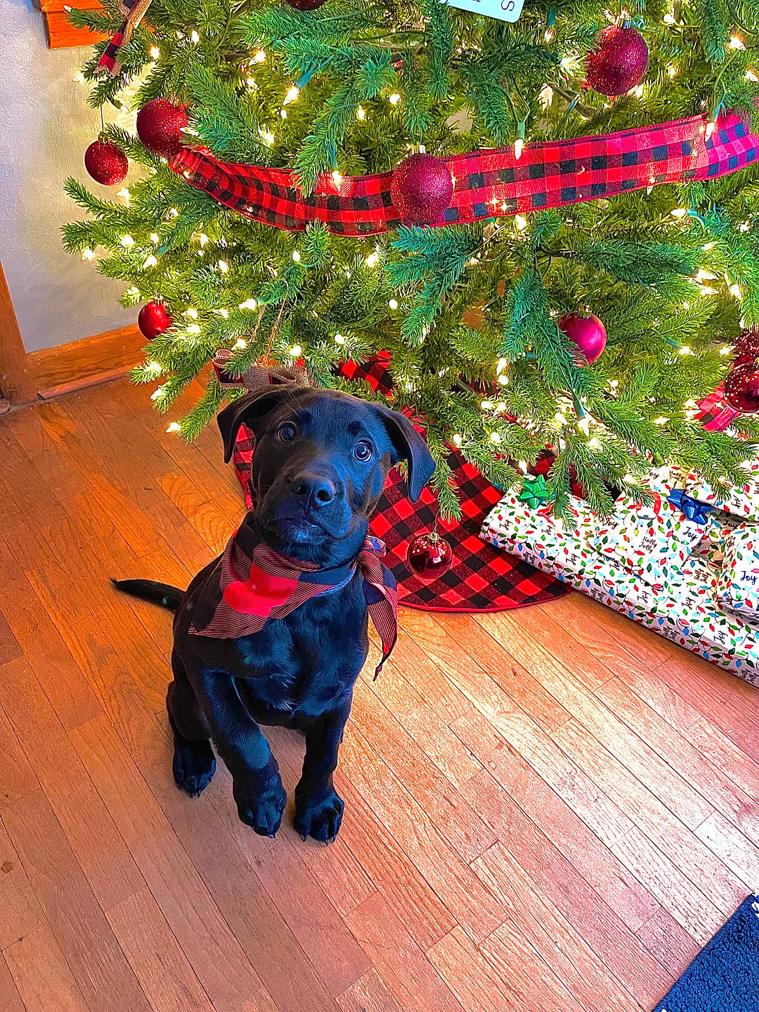 Ryder is registered to the contest to win money with this photo: art, carnivore, christmas, christmas_decoration, christmas_ornament, christmas_tree, companion_dog, dog, dog_breed, event, evergreen, fawn, flooring, holiday, holiday_ornament, ornament, rectangle, tints_and_shades, wood, working_animal