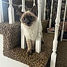 cat, siamese_cat, kitten, pet, animal, blue_eyes, whiskers, fur, sitting, staircase, stair_spindles, carpet, indoor, home, portrait, front_view, alert, cute, brown_and_white, domestic_animal