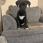 Saidee is registered to the contest to win money with this photo: puppy, dog, black_dog, sitting, couch, sofa, gray_fabric, white_chest, floppy_ears, brown_eyes, pet, animal, chew_toy, wooden_stick, indoor, living_room, portrait, front_facing, cute, home_decor