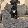 puppy, dog, black_dog, sitting, couch, sofa, gray_fabric, white_chest, floppy_ears, brown_eyes, pet, animal, chew_toy, wooden_stick, indoor, living_room, portrait, front_facing, cute, home_decor