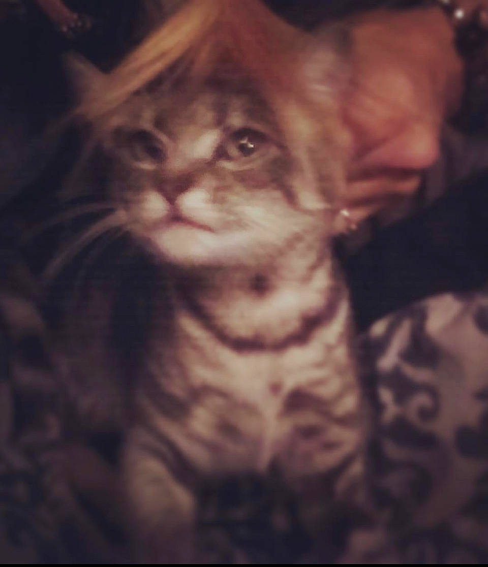 Dakota joined the competition — help win amazing prizes! carnivore, cat, darkness, domestic_short_haired_cat, ear, electric_blue, felidae, fur, night, paw, small_to_medium_sized_cats, snout, tail, terrestrial_animal, whiskers