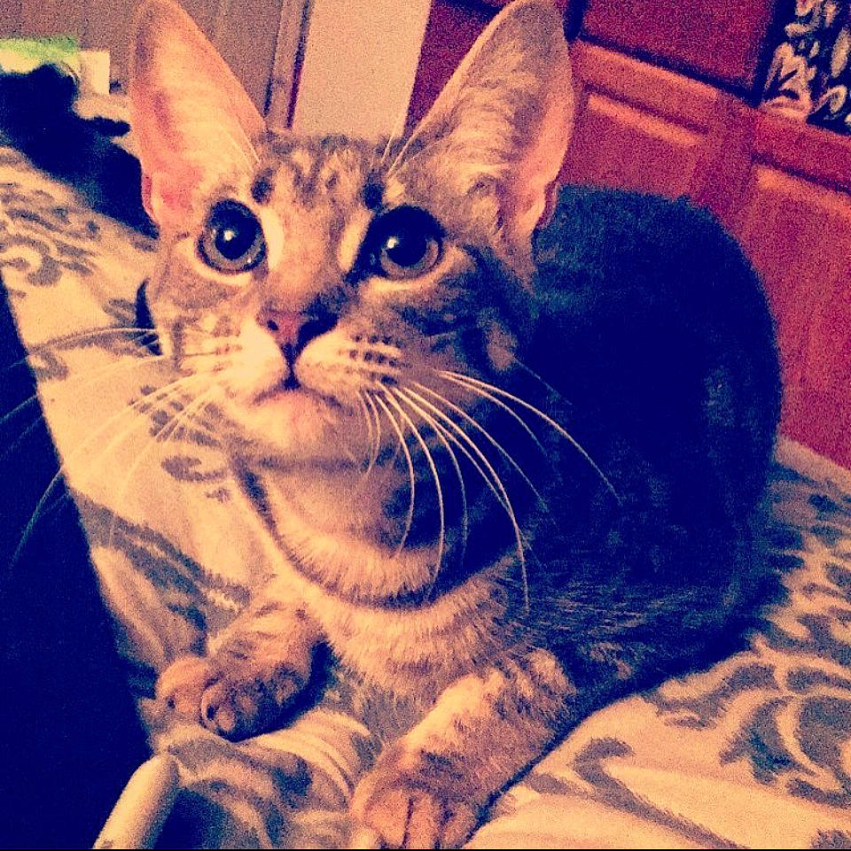 Dakota joined the competition — help win amazing prizes! carnivore, cat, claw, comfort, domestic_short_haired_cat, ear, felidae, fur, happy, jaw, mammal, meteorological_phenomenon, night, paw, sitting, small_to_medium_sized_cats, snout, square, tail, whiskers