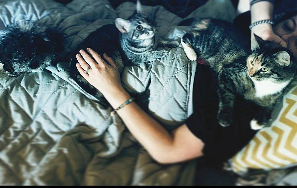 Dakota is registered to the contest to win money with this photo: black_hair, carnivore, cat, chair, claw, comfort, darkness, domestic_short_haired_cat, felidae, flash_photography, flesh, fur, gesture, hug, lap, sitting, small_to_medium_sized_cats, tail, tree, whiskers