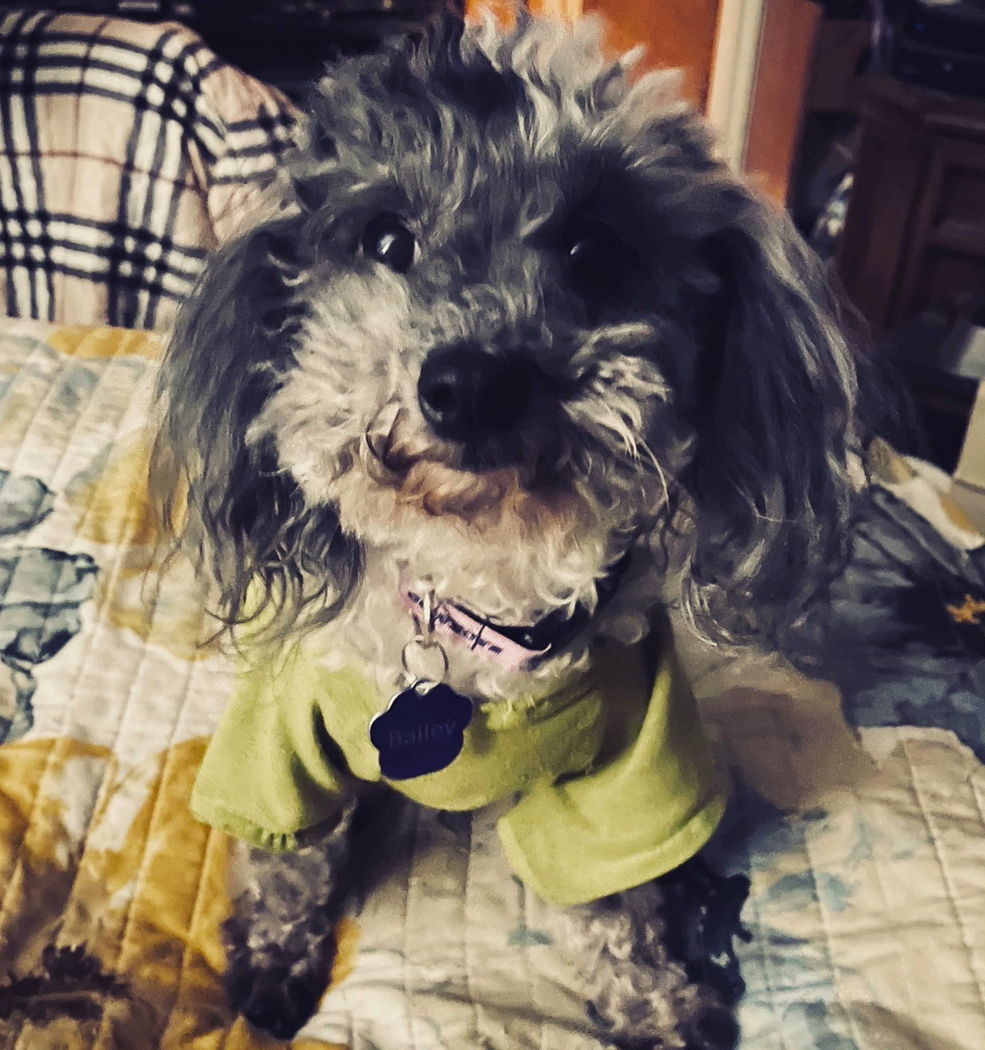 Bailey joined the competition — help win amazing prizes! carnivore, cloud, companion_dog, dog, dog_breed, dog_clothes, dog_collar, dog_supply, fur, liver, pattern, puppy_love, shih_poo, shih_tzu, small_terrier, snout, t_shirt, terrier, toy_dog, working_animal