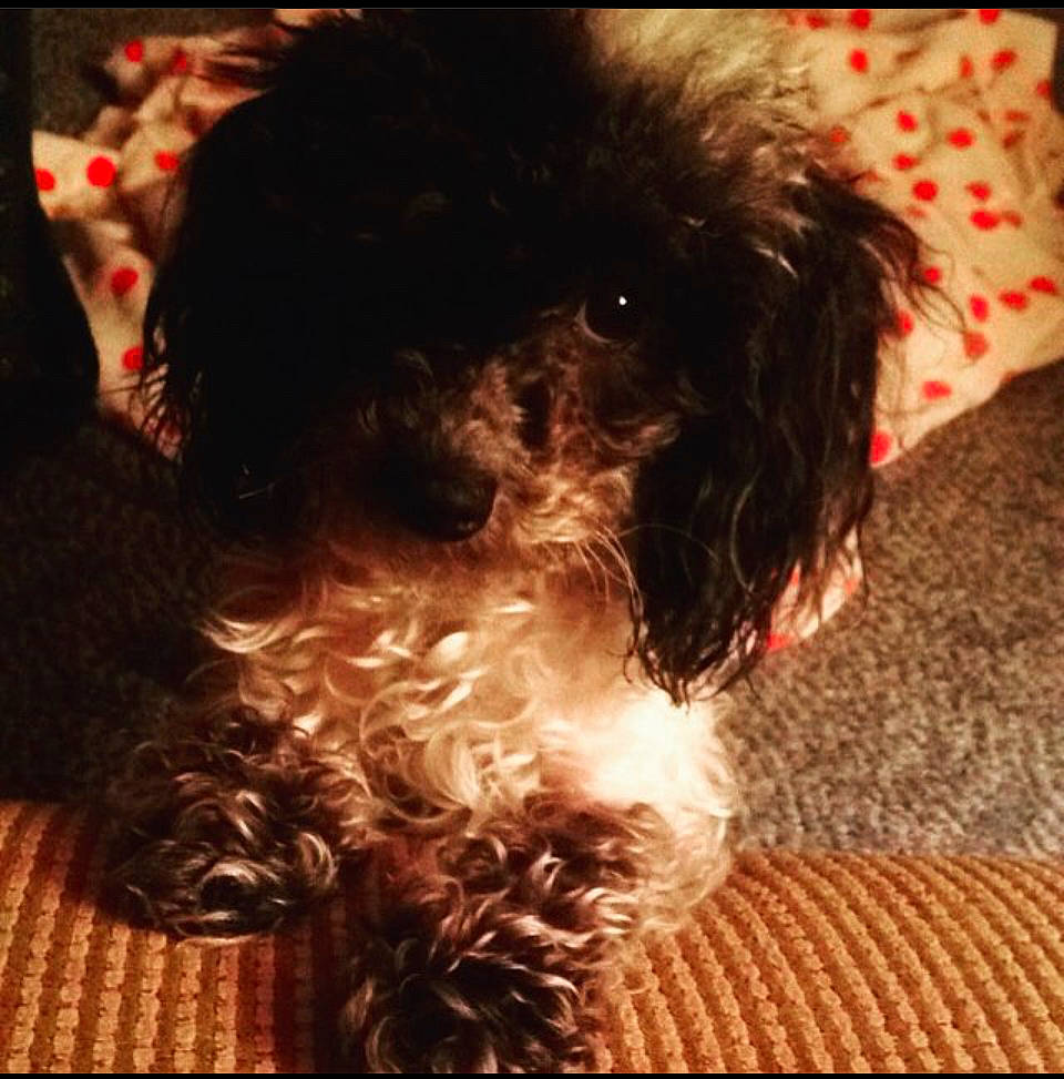 Bailey joined the competition — help win amazing prizes! canidae, carnivore, companion_dog, dog, dog_breed, dog_collar, fur, labradoodle, liver, maltepoo, pet_supply, puppy_love, small_terrier, snout, sporting_group, terrier, toy_dog, water_dog, working_animal, yorkipoo