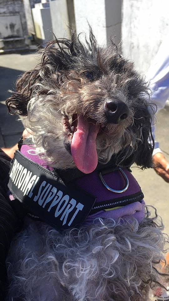 Bailey is registered to the contest to win money with this photo: carnivore, collar, companion_dog, dog, dog_breed, dog_clothes, dog_collar, dog_supply, event, eyewear, fur, leash, personal_protective_equipment, pink, purple, snout, sporting_group, sportswear, terrier, toy_dog