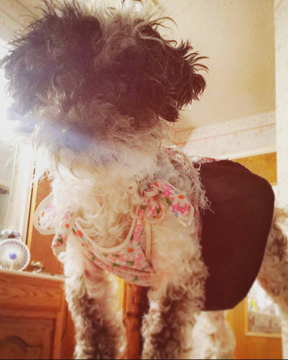 Bailey is registered to the contest to win money with this photo: bichon, canidae, carnivore, companion_dog, dog, dog_breed, dog_clothes, fawn, fur, labradoodle, maltepoo, poodle, puppy_love, small_terrier, snout, sporting_group, tail, terrier, toy_dog, water_dog