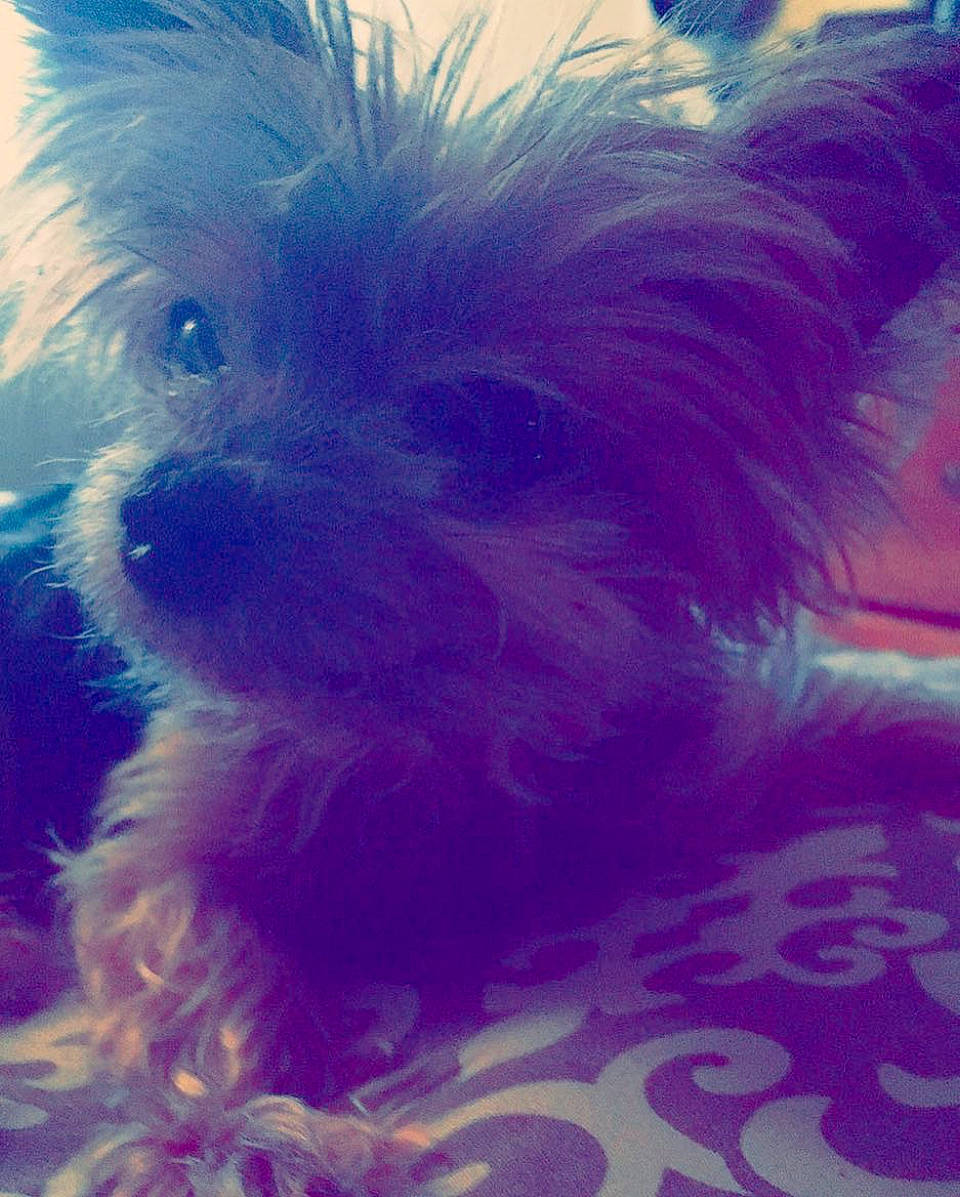 Coco is registered to the contest to win money with this photo: canidae, carnivore, close_up, cloud, companion_dog, dog, dog_breed, dog_clothes, dog_supply, electric_blue, fawn, fur, liver, purple, small_terrier, snout, sporting_group, terrier, toy_dog, working_animal