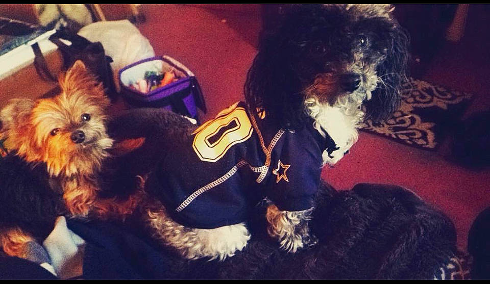 Coco joined the competition — help win amazing prizes! canidae, carnivore, cloud, companion_dog, dog, dog_breed, dog_clothes, dog_collar, dog_supply, eyewear, fur, hat, mammal, puppy_love, small_terrier, snout, sporting_group, terrier, toy_dog, vertebrate