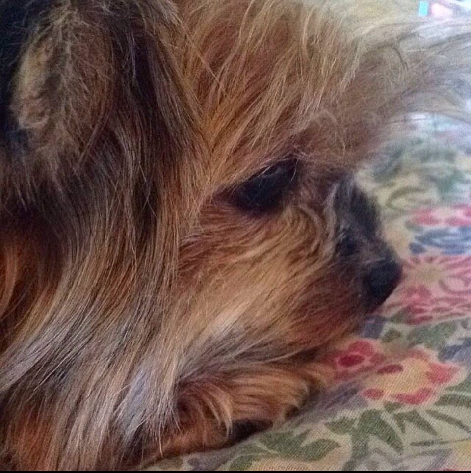 Coco is registered to the contest to win money with this photo: canidae, carnivore, close_up, companion_dog, dog, dog_breed, fawn, fur, liver, maltepoo, nap, small_terrier, snout, sporting_group, terrestrial_animal, terrier, toy_dog, whiskers, wood, working_animal