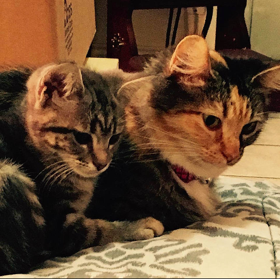 Autumn joined the competition — help win amazing prizes! box, carnivore, cat, claw, comfort, domestic_short_haired_cat, felidae, fur, paw, photo_caption, photography, small_to_medium_sized_cats, snout, square, whiskers, window