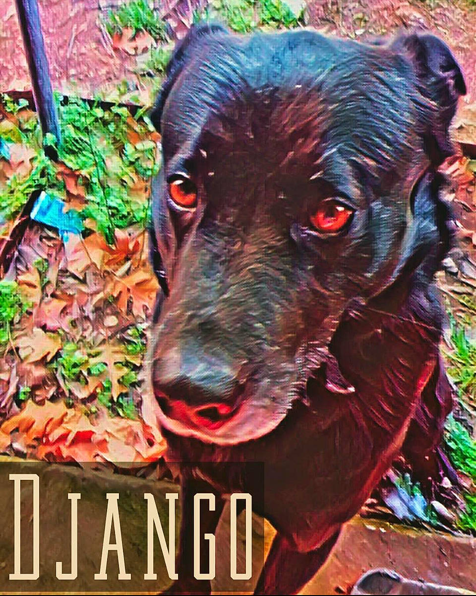 Django