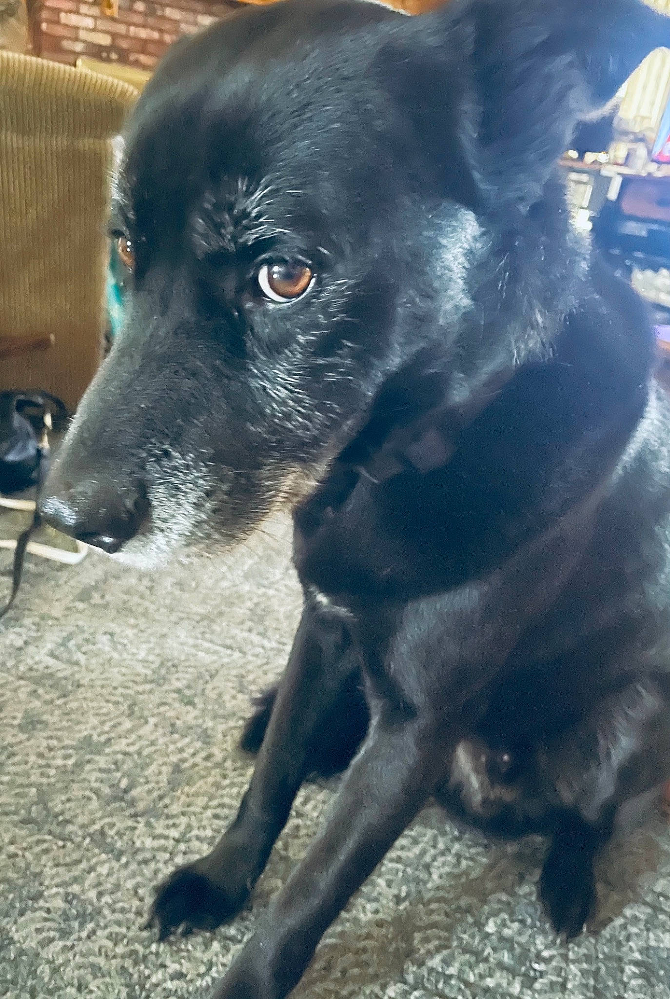 Django is registered to the contest to win money with this photo: borador, canidae, carnivore, companion_dog, dog, dog_breed, fur, gun_dog, snout, sporting_group, terrestrial_animal, whiskers, working_animal