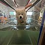 animal, canine, curious, dog, exercise, fluorescent_lights, glass_panel, indoor, person, pet, physical_therapy, rehabilitation, therapy, therapy_equipment, training, treadmill, water, water_bubbles, wet_fur, white_dog