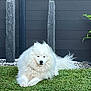 Opale participe au concours pour gagner de l'argent avec cette photo : animal, canine, companion, cute, daylight, dog, domestic_animal, fence, fluffy, grass, greenery, lawn, nature, outdoor, pet, relaxing, resting, samoyed, white_fur, wooden_posts