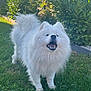 Opale a rejoint le concours — aidez-le/la à gagner de superbes lots ! animal, bushes, canine, daylight, dog, fence, fluffy, friendly, fur, grass, greenery, happy, nature, outdoor, park, pet, samoyed, smiling, tail, white