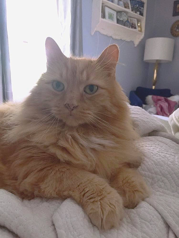 Henri joined the competition — help win amazing prizes! asian, asian_semi_longhair, british_longhair, british_semi_longhair, carnivore, cat, domestic_long_haired_cat, eye, fawn, felidae, fur, kitten, mammal, norwegian_forest_cat, persian, ragdoll, small_to_medium_sized_cats, turkish_angora, vertebrate, whiskers